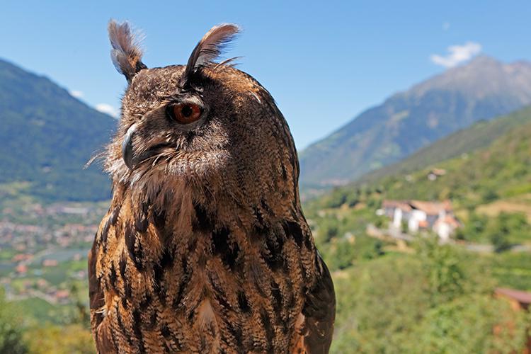 Centro avifauna e dimostrazione di volo di rapaci presso Castel Tirolo