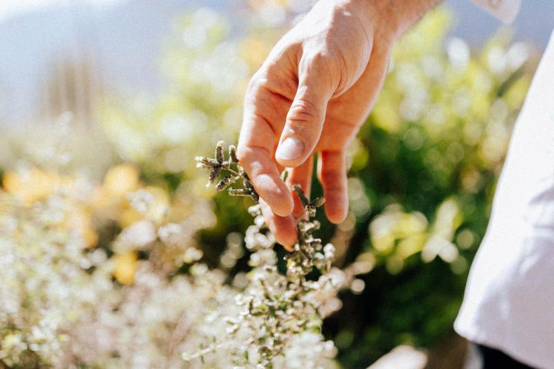 Fresh herbs