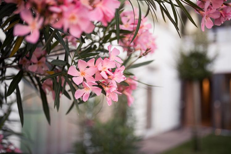 Oleander blossom in the adults-only area