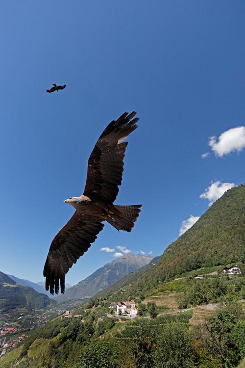 BIRD CARE CENTRE TYROL CASTLE